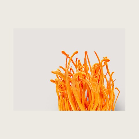 Cordyceps