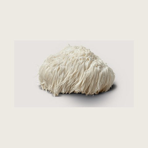 Crinière de lion
