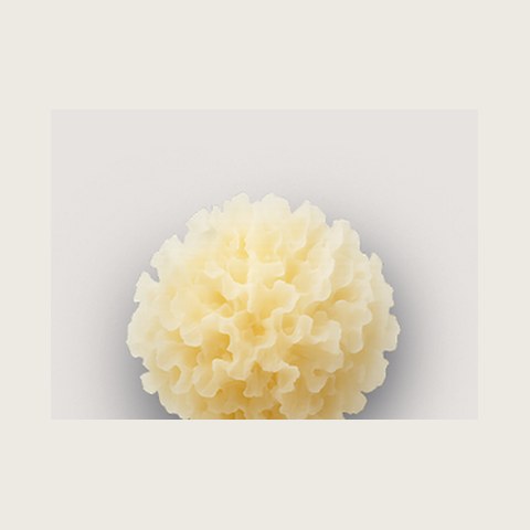 Tremella
