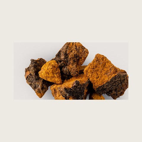 Chaga