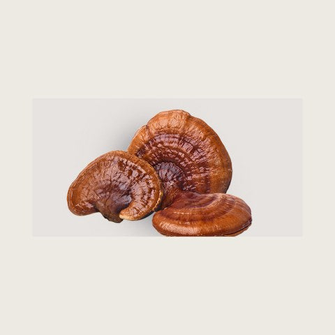 Reishi